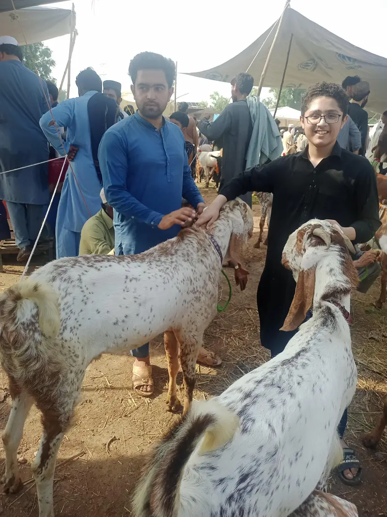 bakra foe sale — photo 2