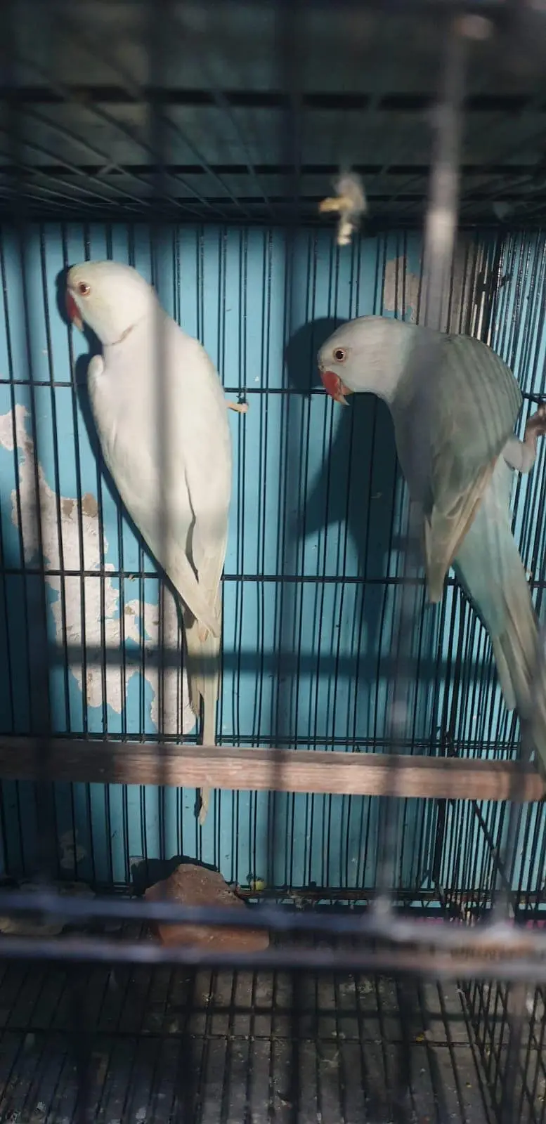Blue Lacewing breeder pair — photo 2