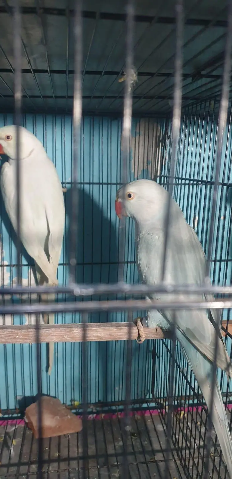 Blue Lacewing breeder pair — photo 3
