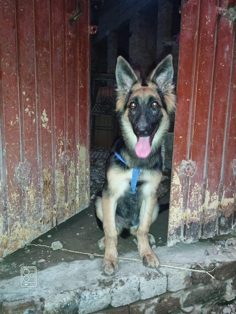 German shepherd 0