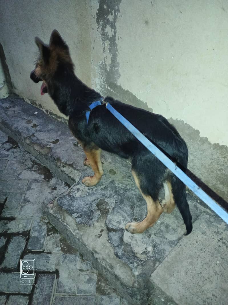 German shepherd 1