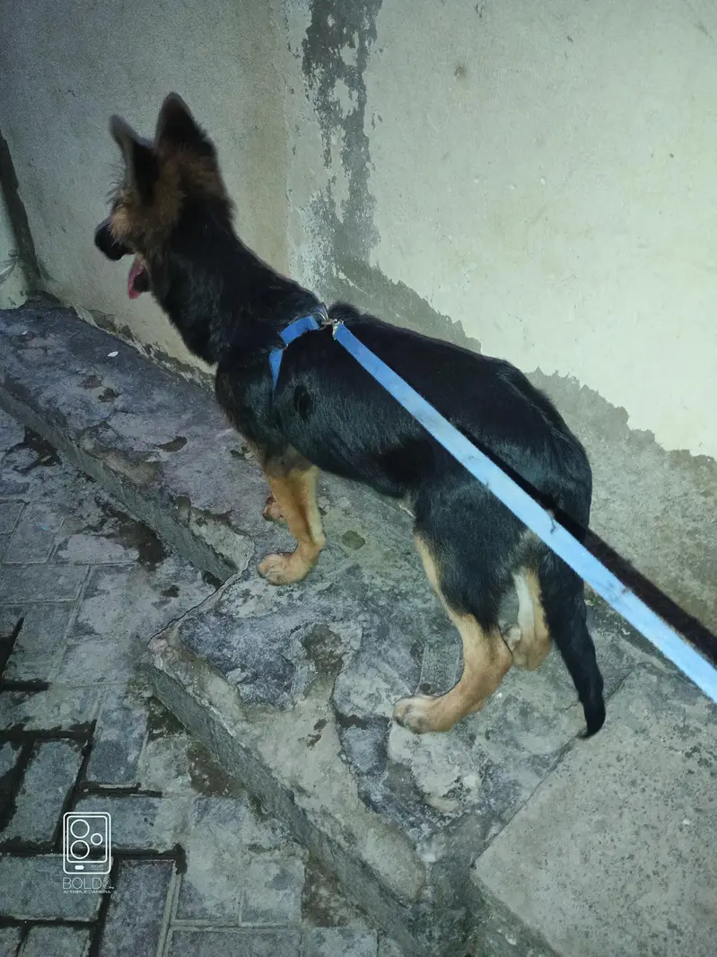 German shepherd — photo 2