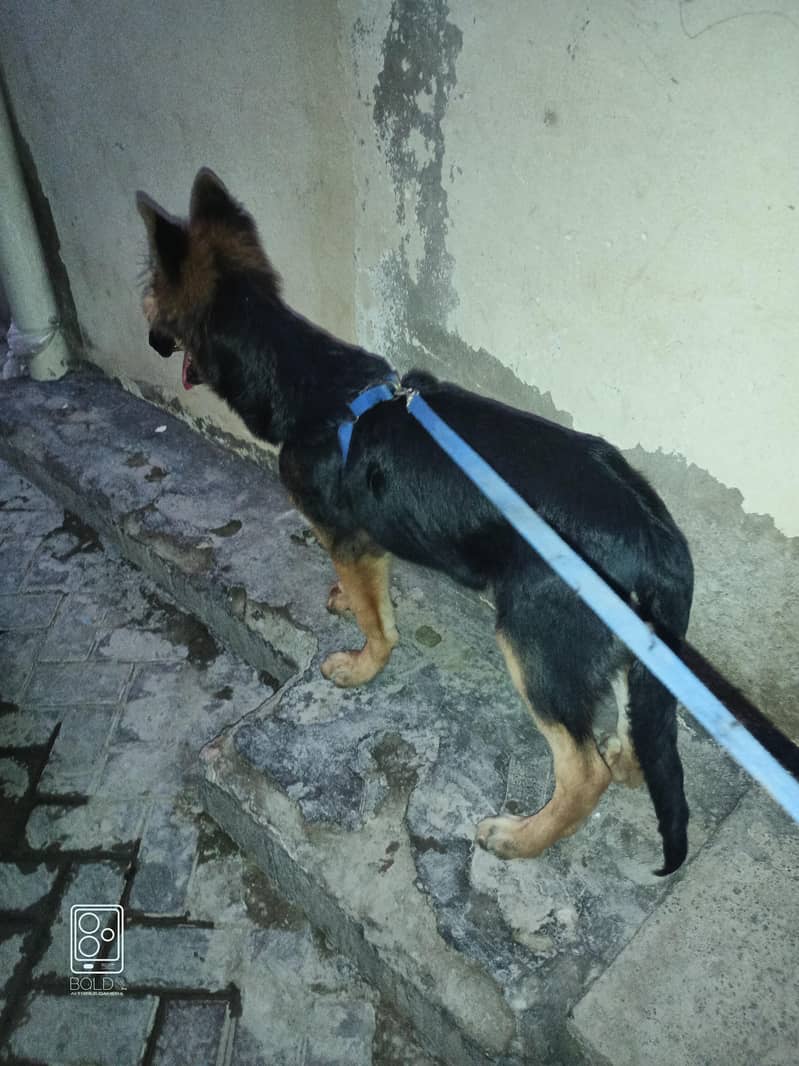 German shepherd 2