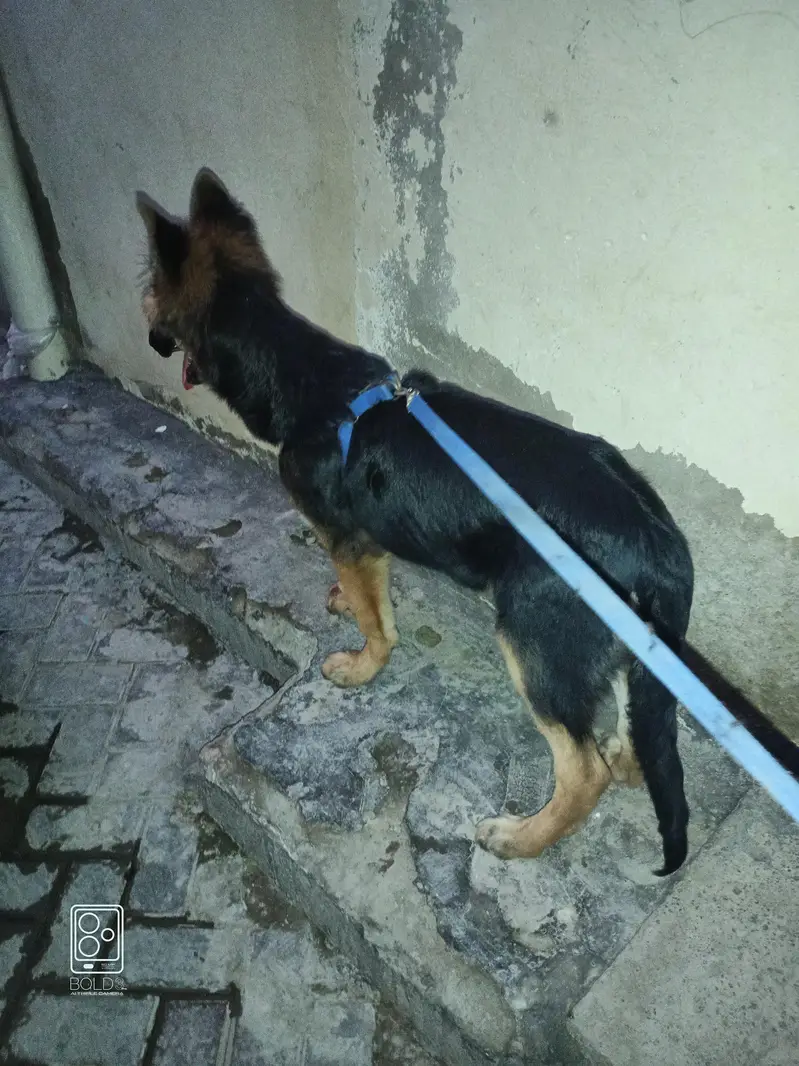 German shepherd — photo 3