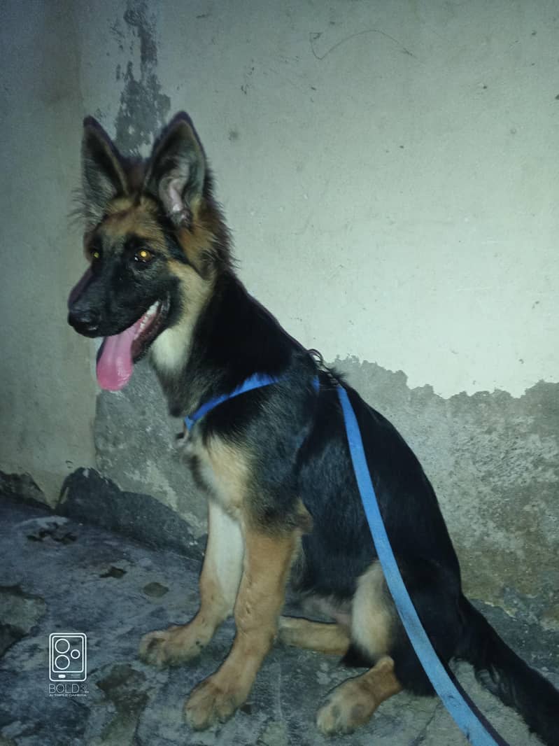 German shepherd 3