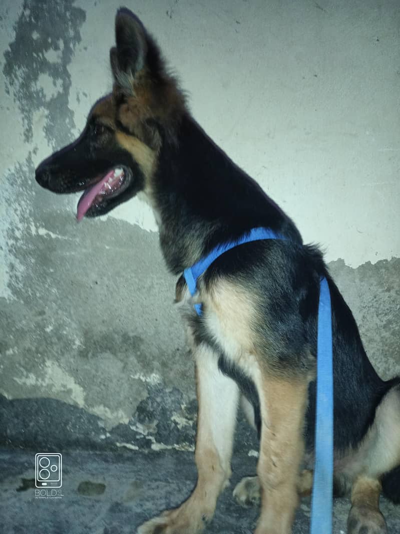 German shepherd 4