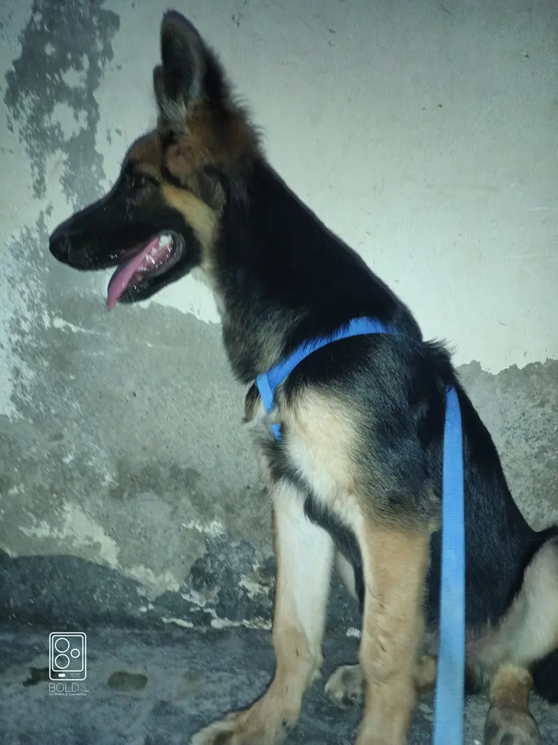German shepherd — photo 5