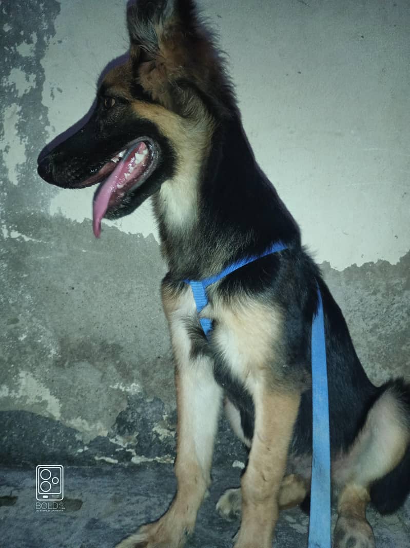 German shepherd 5
