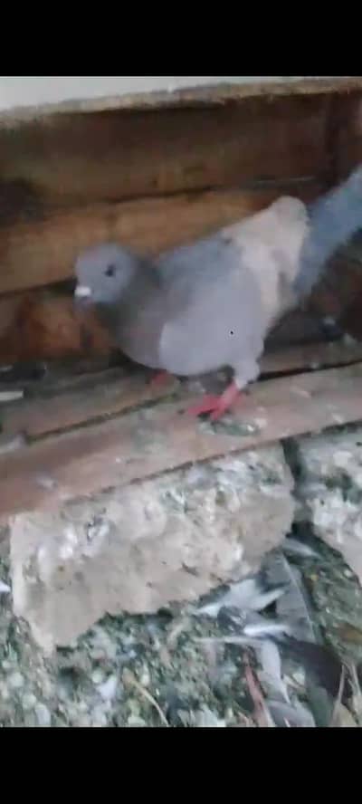 lalban female for sale