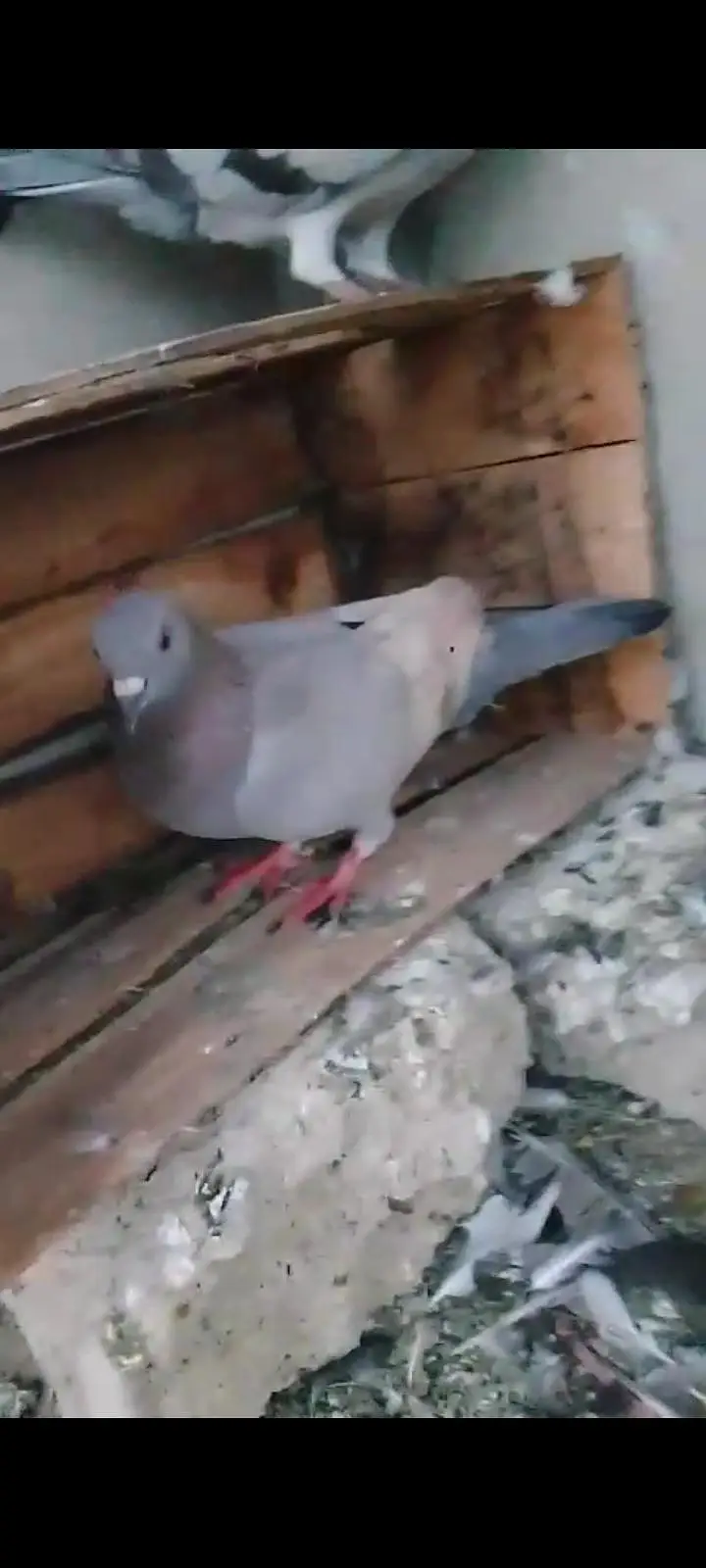 lalban female for sale — photo 2