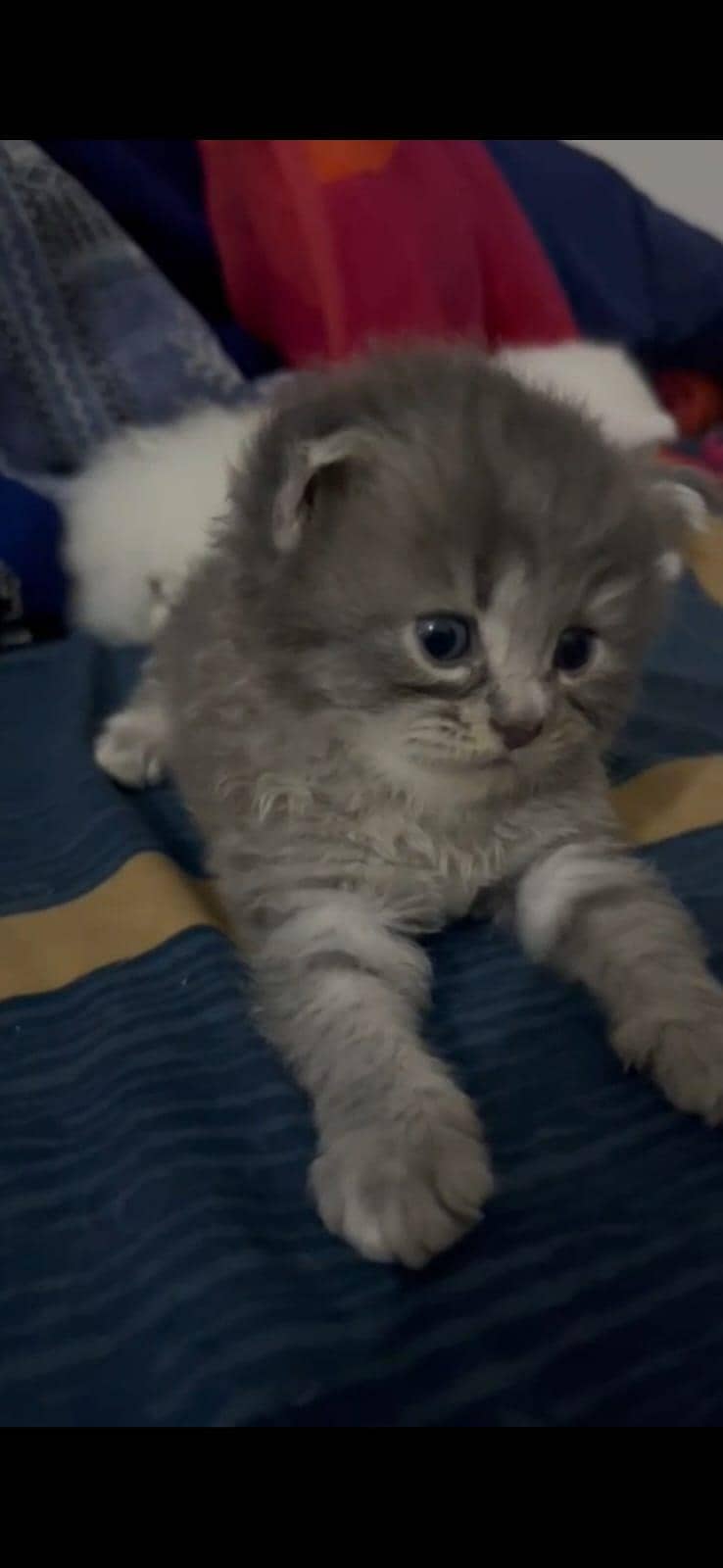 katten 0