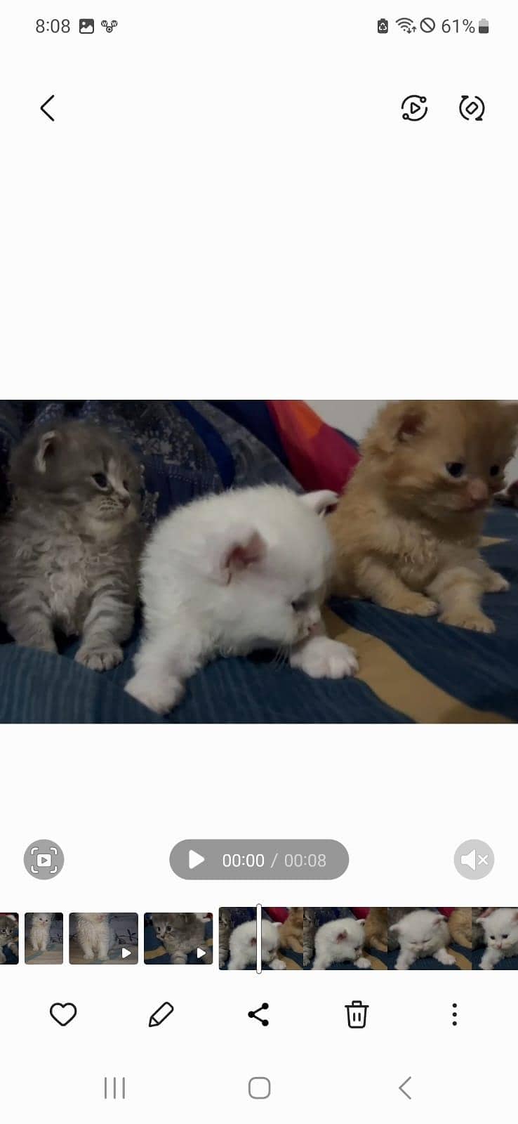 katten 1
