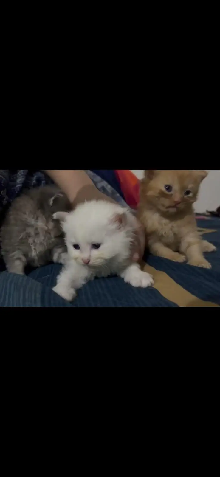 katten — photo 3