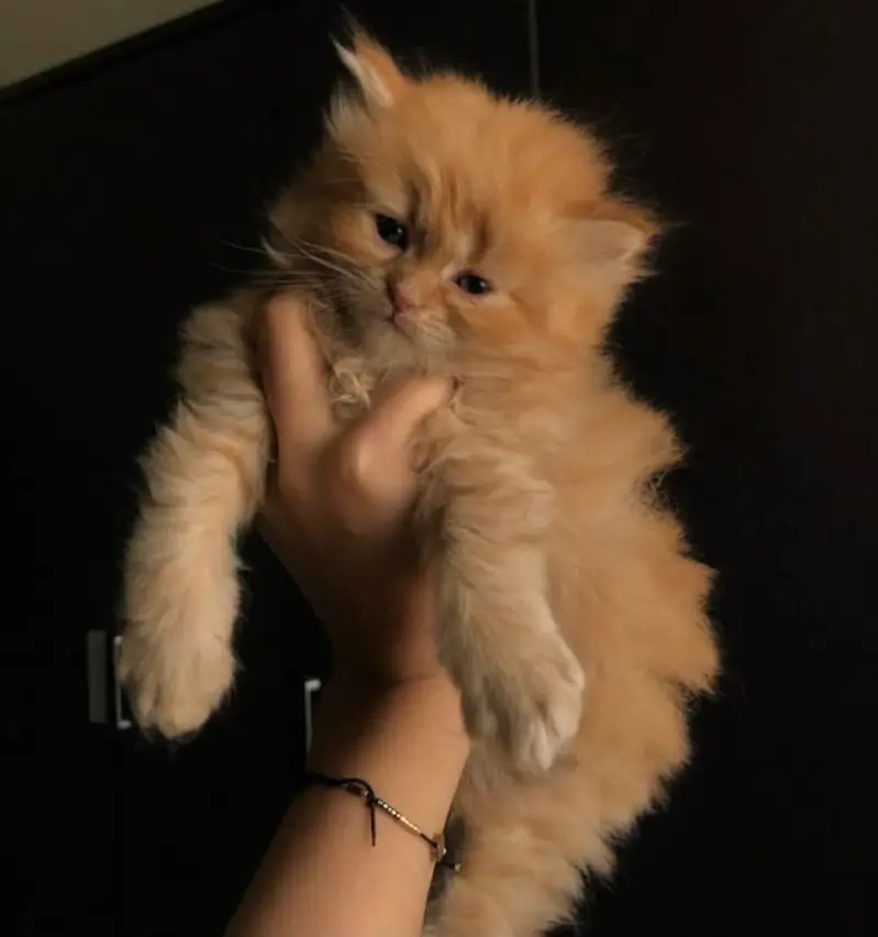 katten — photo 4