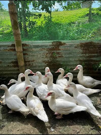 pure white muscavy ducks & chicks in hr size