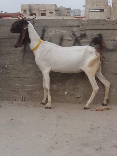 1 kamori 4 dant bakri hai or babari male andu for sale