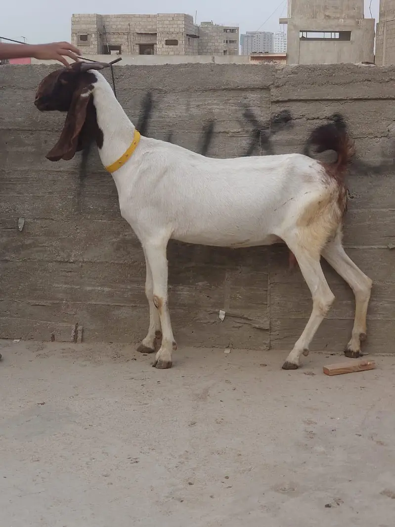 1 kamori 4 dant bakri hai or babari male andu for sale
