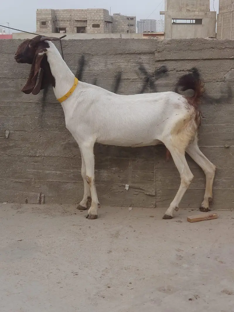 1 kamori 4 dant bakri hai or babari male andu for sale — photo 2