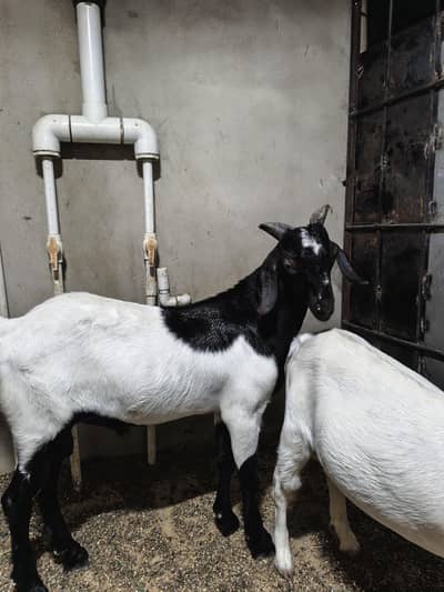 andu bakra
