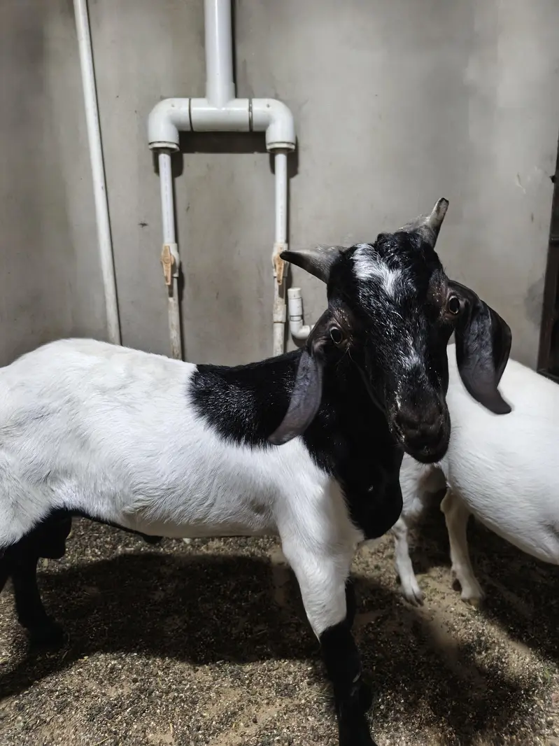 andu bakra — photo 3