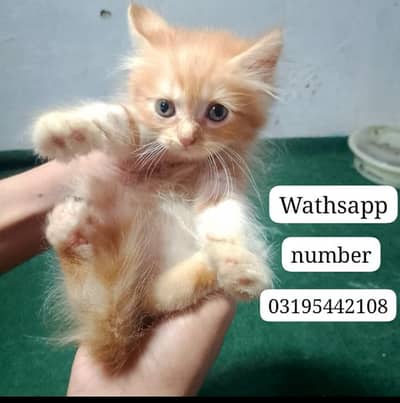 Male Double coat persian kitten 2 month vaccinated end litter Trained