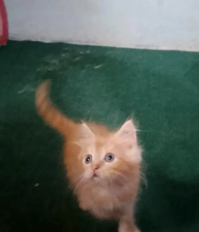 Male Double coat persian kitten 2 month vaccinated end litter Trained — photo 2