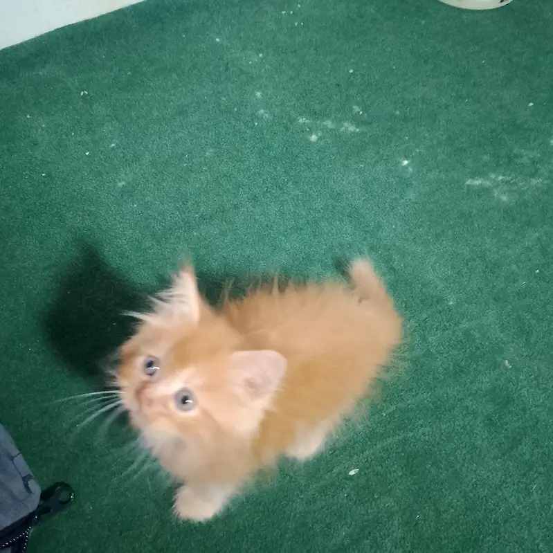 Male Double coat persian kitten 2 month vaccinated end litter Trained — photo 3
