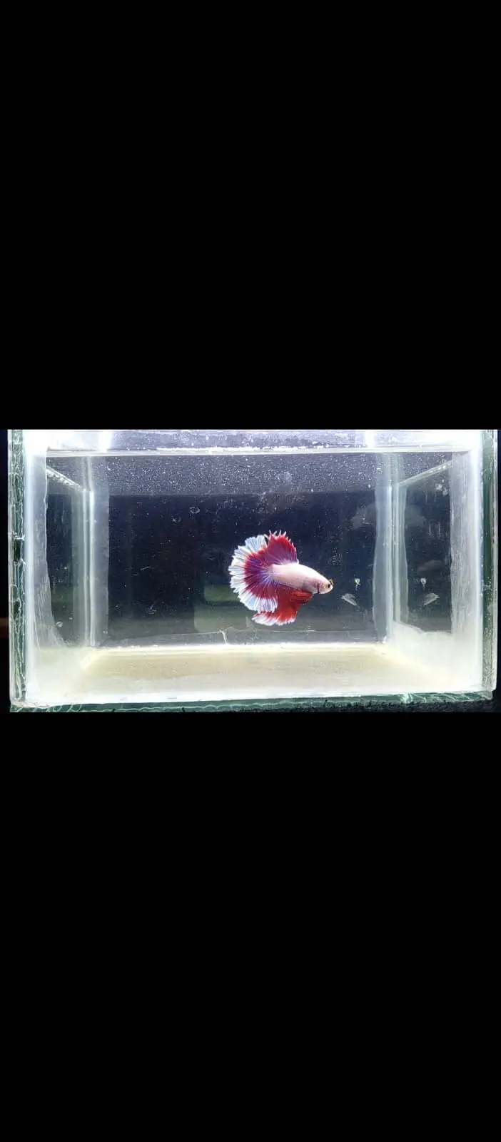 Premium Red & White HMPK Betta — photo 3
