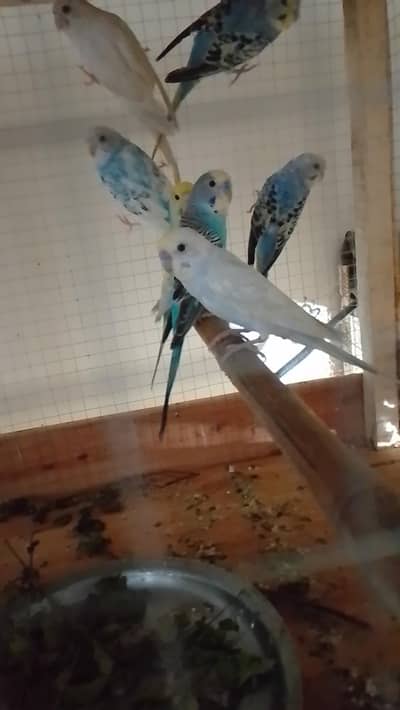 Australian parrot for sale