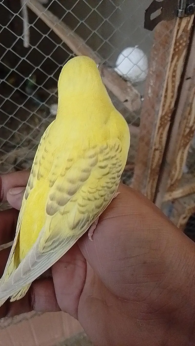 Australian parrot for sale — photo 2