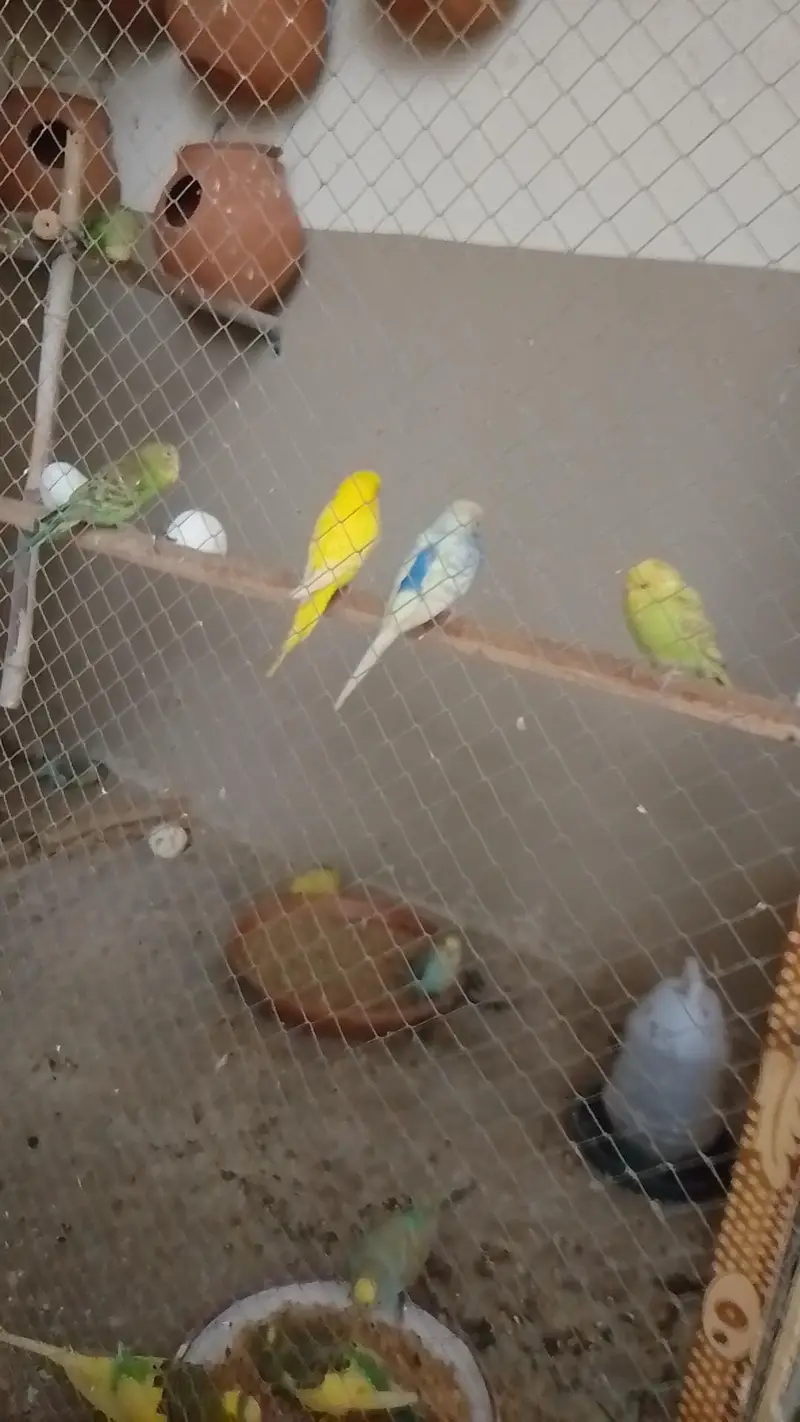 Australian parrot for sale — photo 3