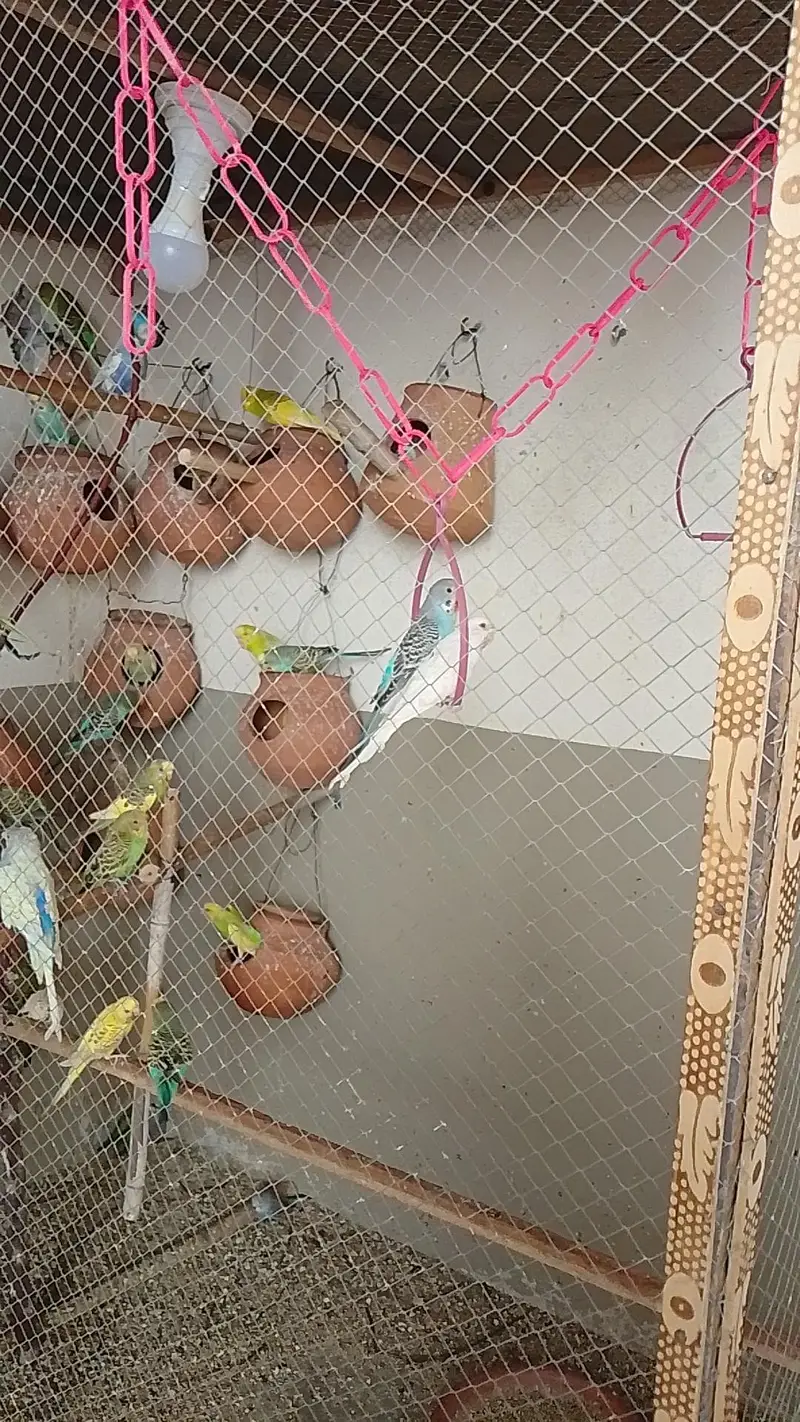 Australian parrot for sale — photo 4