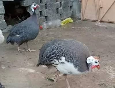 tetriyan for sell 4500 jora hai