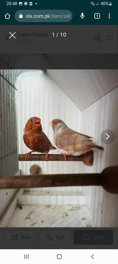 Zebra Finch