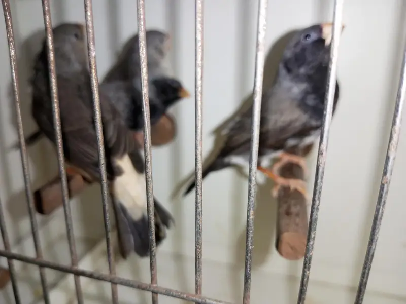Zebra Finch — photo 2