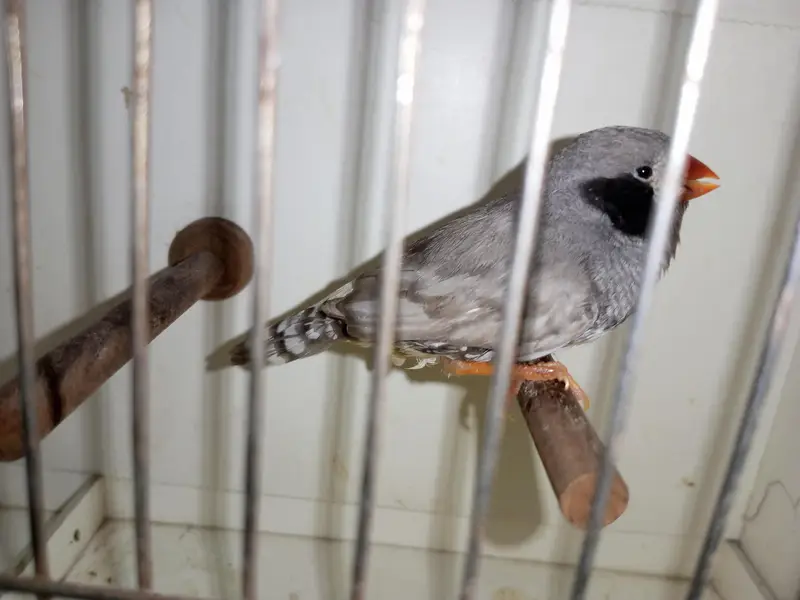 Zebra Finch — photo 3