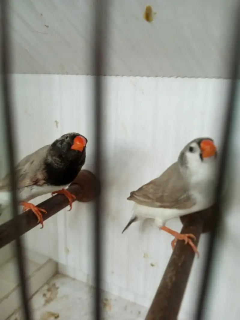 Zebra Finch — photo 4