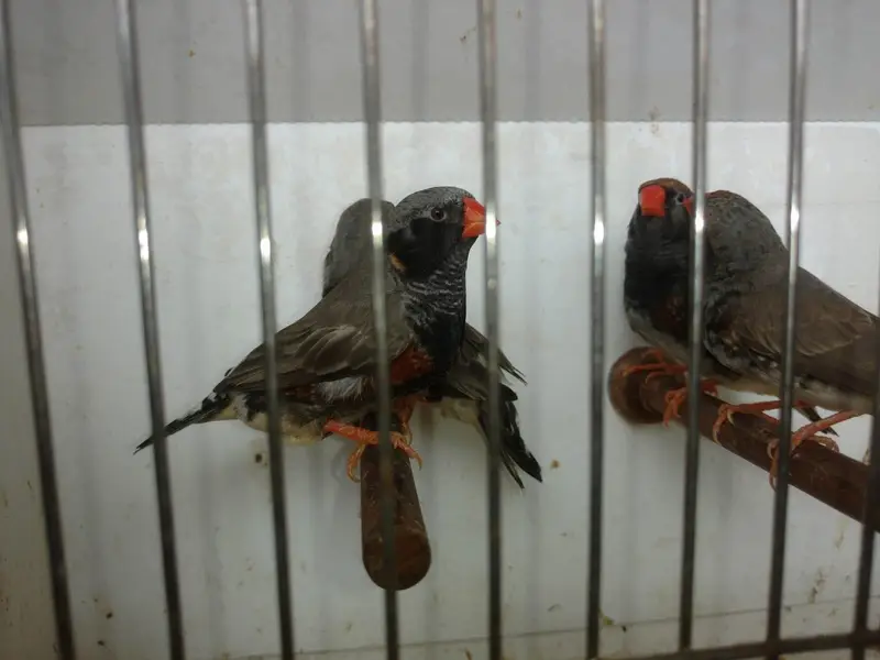 Zebra Finch — photo 5