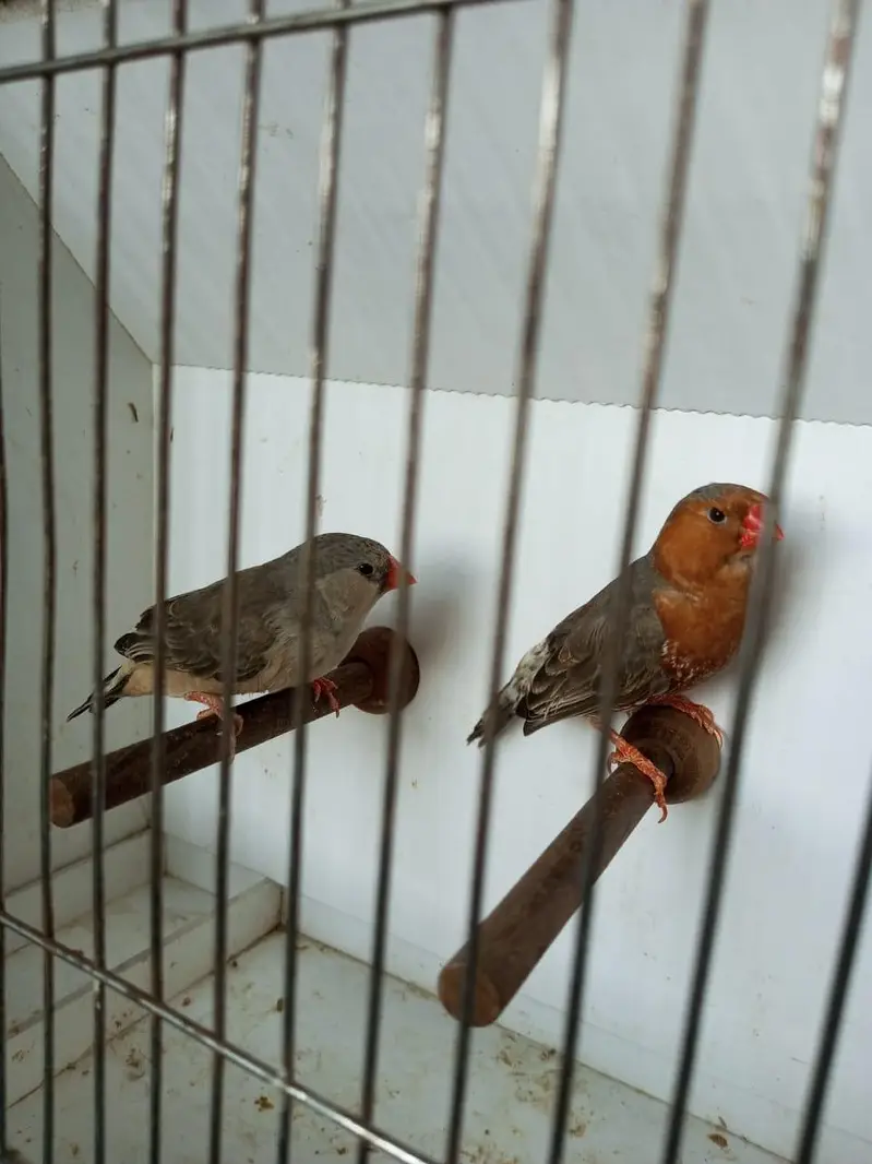 Zebra Finch — photo 6