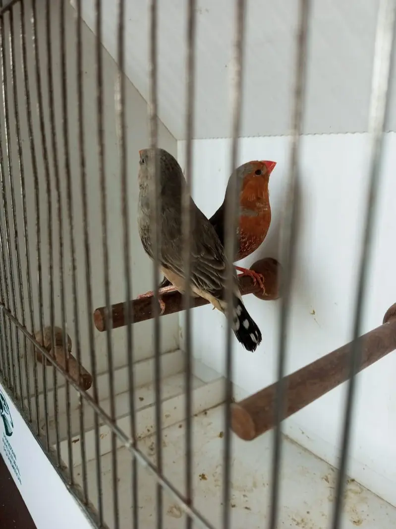 Zebra Finch — photo 7