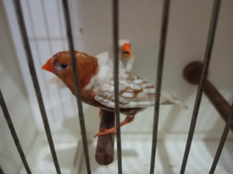 Zebra Finch — photo 8
