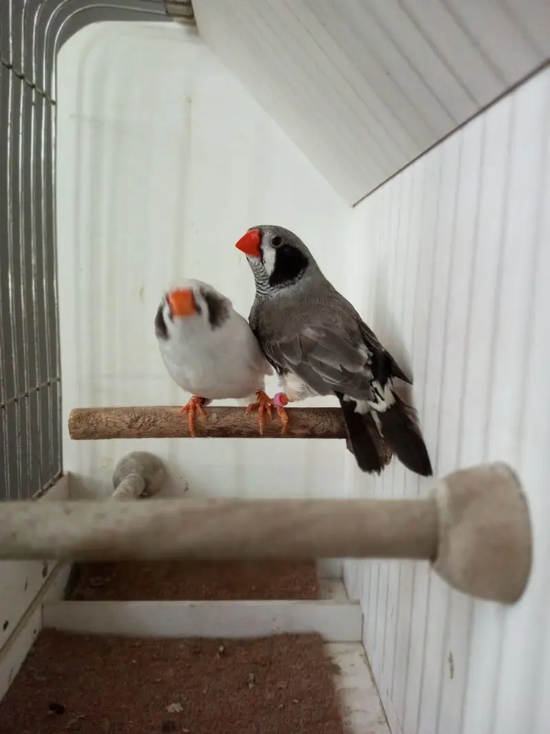 Zebra Finch — photo 9