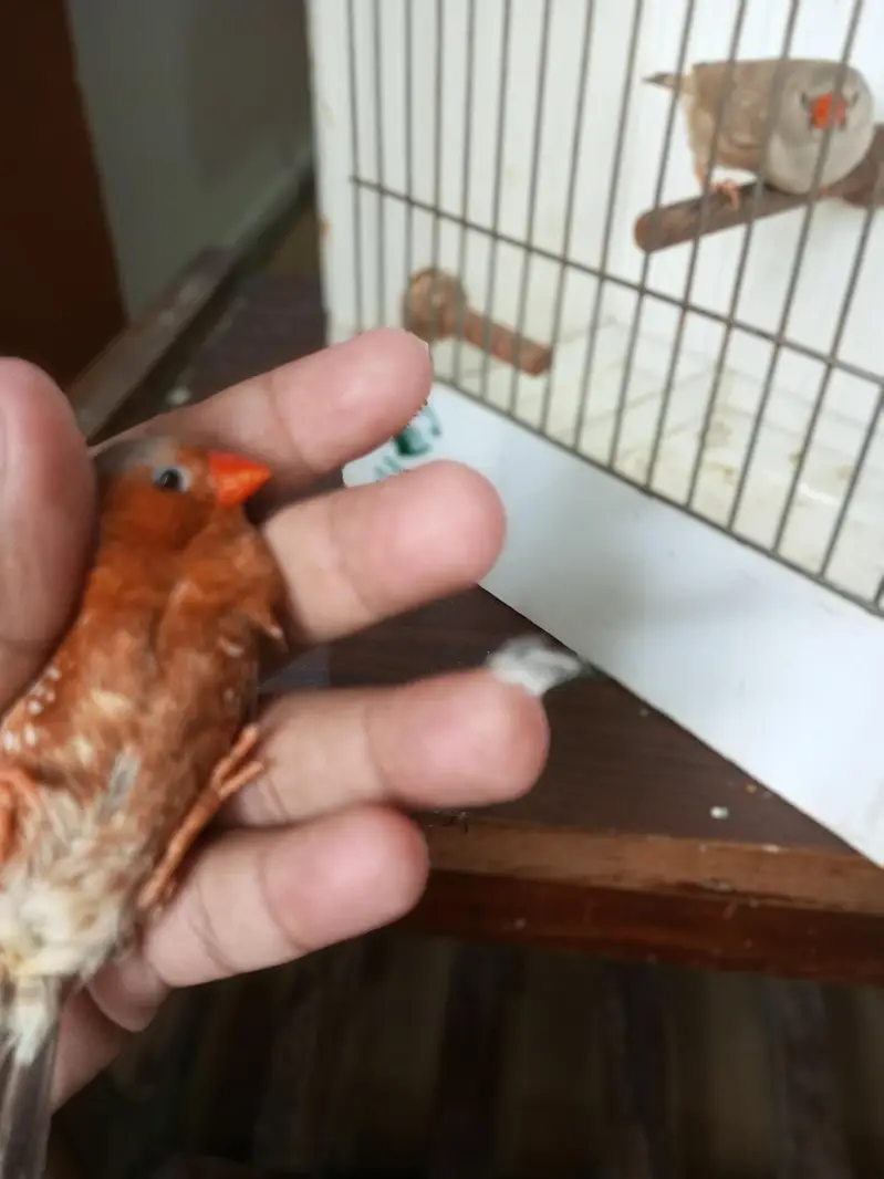 Zebra Finch — photo 11