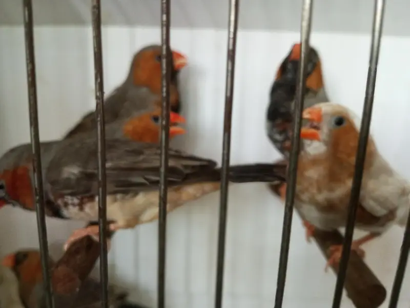 Zebra Finch — photo 12