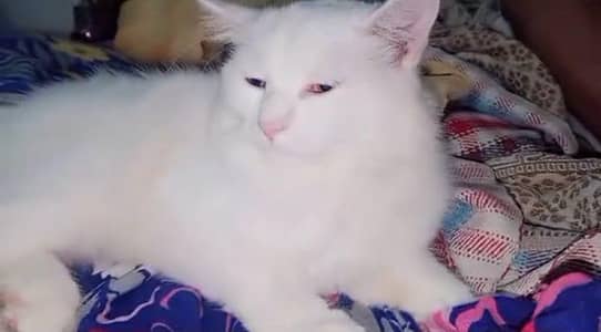 Stud Male for sale (03167283216)