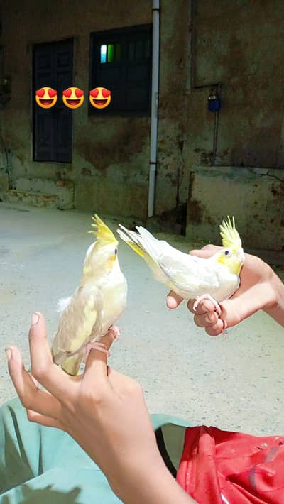 cocktail birds
