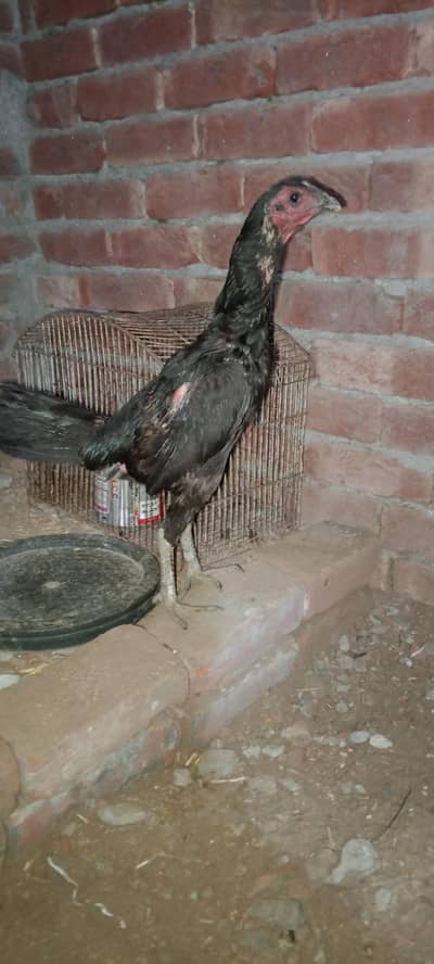 11 month old hens for sale