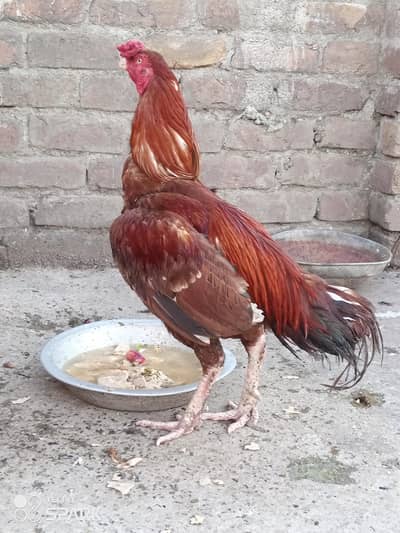 Lakha Murgha