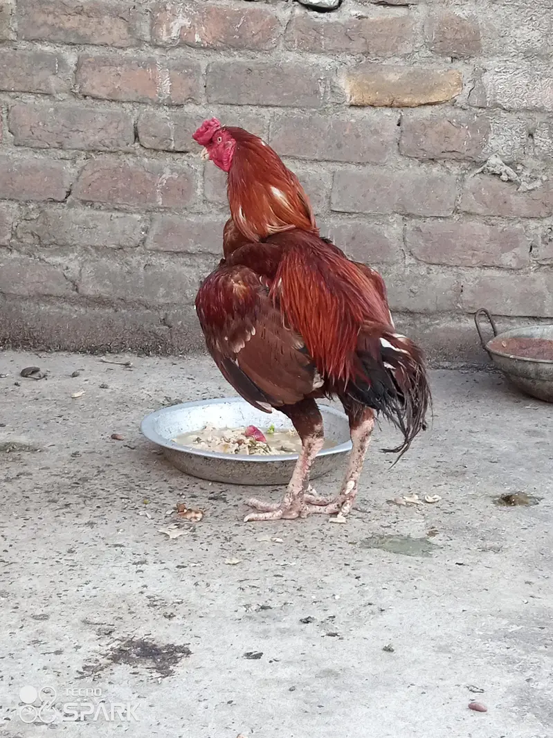 Lakha Murgha — photo 3
