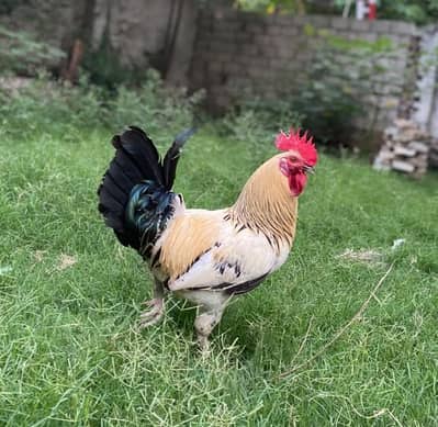 healthy chickens